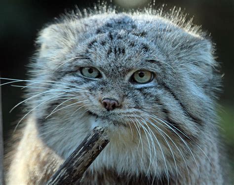The Manul Cat Is The Most Expressive Cat In The World Bored Panda