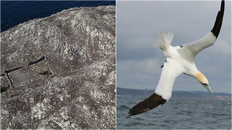Significant Drop In Seabird Numbers On Bass Rock Amid Avian Flu Outbreak Says Scottish