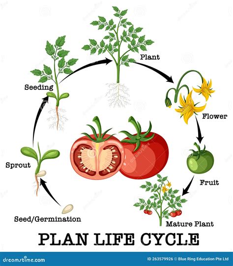 Life Cycle Of A Tomato Plant Diagram Stock Vector Illustration Of Infographic Natural 263579926
