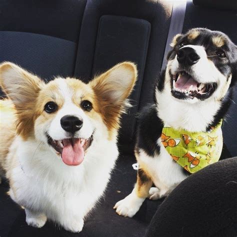 Did Somebody Say Two Smiling Corgis Because Here Are Two Smiling