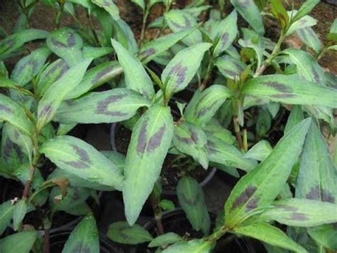 When they do, cut off the stalk and hang it upside down in a cool, dark, warm place until the plant has completely dried. How to grow Vietnamese Coriander - YouTube