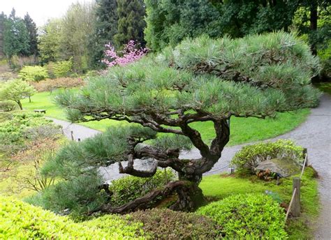 Pino Negro Japonés Un árbol Muy Utilizado En Bonsais Jardineria On