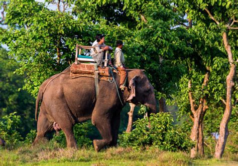 Jungle Safari In Chitwan National Park 4 Nights 5 Days Xian Tours