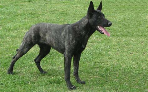 Bei (den tervueren und) den malinois verursachen schwarz gefärbte. J-Wurf | Hollandse Herder vom Saggautal