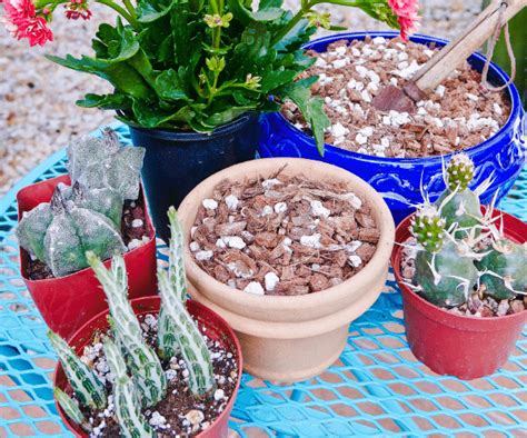 The christmas cactus is a beautiful houseplant, and you can propagate christmas cactus plants from a healthy parent plant to share with others or to give. How to Make Soil Mix for Succulents & Cacti : 3 Steps ...