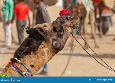 Feria Del Camello En El Desierto De Pushkar Foto De Archivo Imagen De