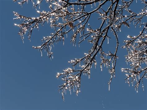 Download Free Photo Of Iciclesbranchesicetreefrozen From