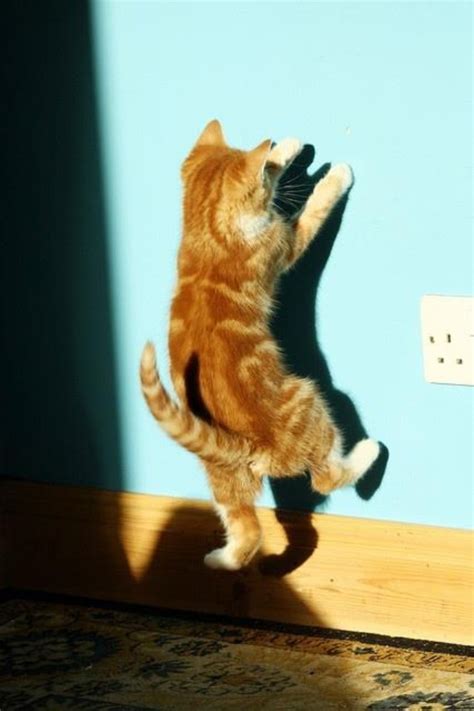 10 Best Cat Chasing Tail Reference Images On Pinterest Kittens