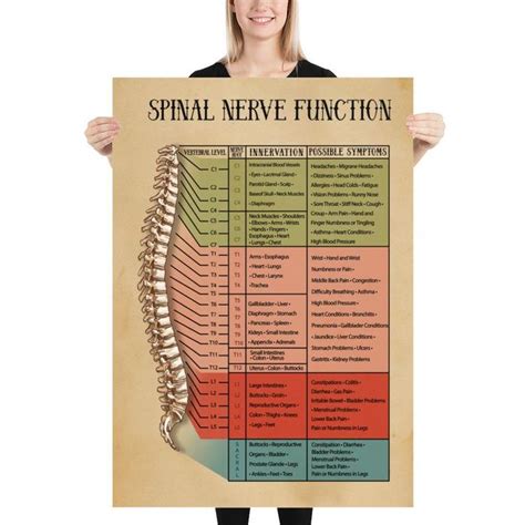 Spinal Nerve Function Chart Root Chart Chiropractic Etsy Spinal Nerve Nerves Function