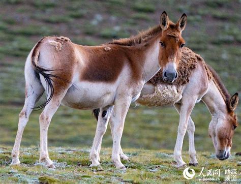 Qiangtang Plateau In Sw Chinas Tibet A Paradise For Wild Animals