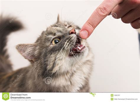 Kitten Biting A Finger Stock Image Image Of Wound Hand 1830767