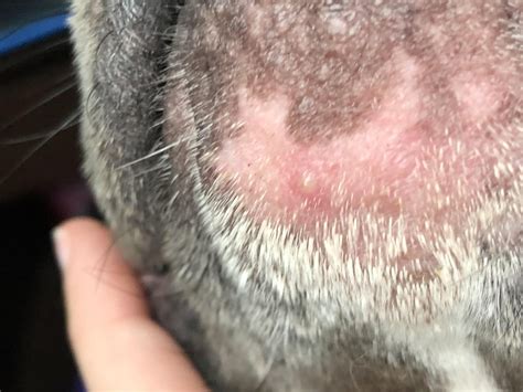 Forbidden Dog Pimple Popping