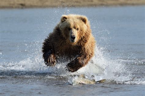 How Fast Can A Grizzly Bear Run Online Field Guide