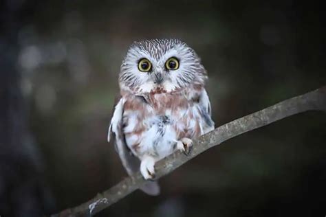 Owls In Nebraska 9 Species With Pictures Wildlife Informer