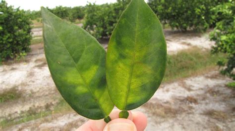 Prevention Management Tips Offered For Citrus Disease Found In Harris