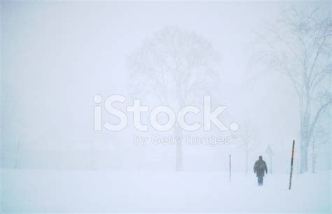Snowstorm Stock Photo Royalty Free Freeimages
