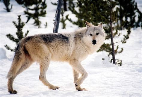 Gray Wolf Gray Wolf In Snow Photo By Macneil Lyonsnps Usfws