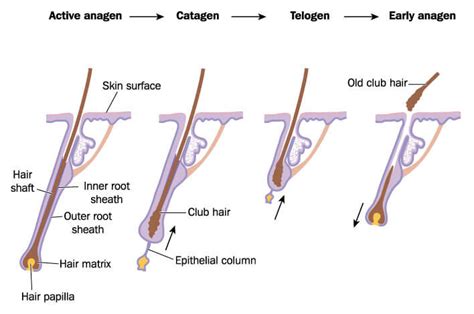Nails are slow to grow and take time to repair themselves. How Long does it Take to Grow a Beard