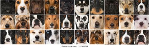 Multiple Dog Breeds Images Stock Photos And Vectors Shutterstock