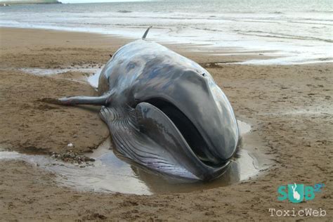 The 12 Most Endangered Marine Mammals Part 1 Scuba