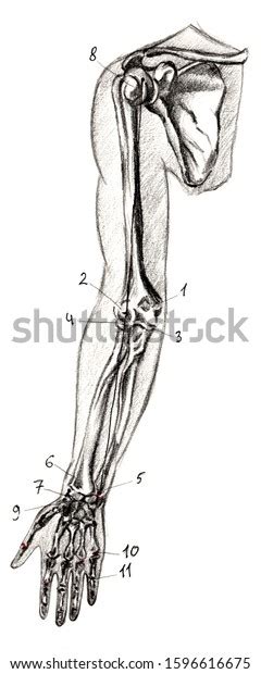 Set Anatomy Human Hand Bones Hand Stock Illustration 1596616675