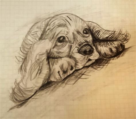 Perro Perrito Dibujo A L Piz Perros Dibujos A Lapiz Dibujos De