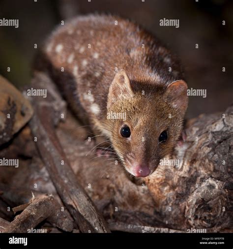 Spotted Tailed Quoll Dasyurus Maculatus Fam Dasyuridae Marsupialia