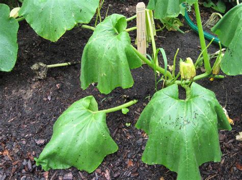 The skin is not smooth like it should be. Prevent Squash Vine Borer Effectively & Organically