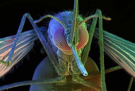 Web Study Centre A Mosquito Under Microscope