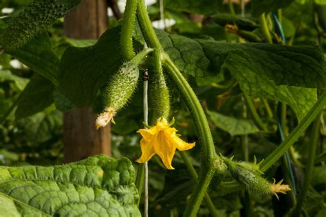 Cucumber Stages Tips On Understanding Their Growth