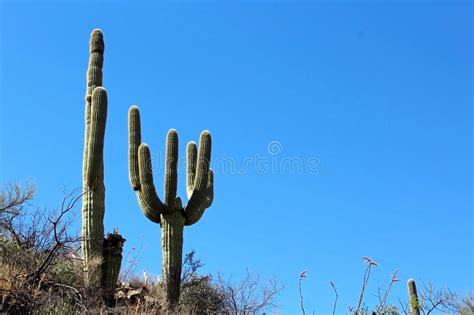 In southern arizona they have the sorts of cacti that have great arms like you see on old westerns, called saguaros. Giant Saguaro Cactus In Saguaro National Park Stock Image ...