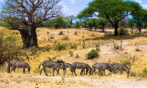 Wildlife Scenes Of Tarangire National Park Africa Adventure Vacations