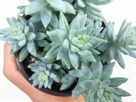 10 Beautiful Blue Succulents So Stunning You Should Get Them