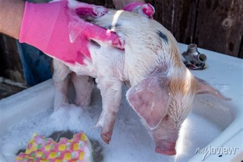 O Agricultor Está Banhando O Porquinho Na Pia Com Espuma Antes • Adesivos Para A Parede Saúde