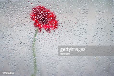 Red Gerbera Flower In Rain High Res Stock Photo Getty Images