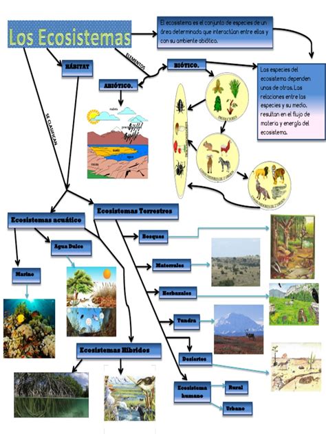 Mapa Mental De Los Ecosistemas Book Jb1r