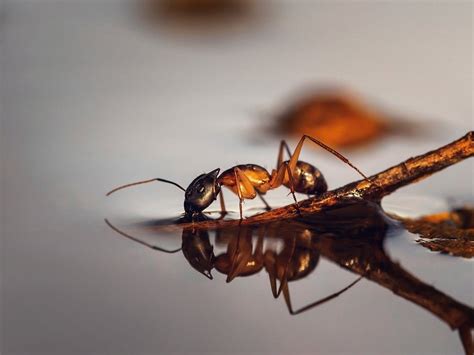 Ants are most easily identified using a dead, whole specimen and a small magnifying lens. ITAP of an ant drinking water : itookapicture