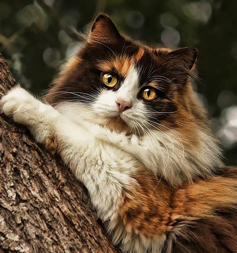 Pin By Pinned Pixels On Cats Beautiful Cats Norwegian Forest Cat
