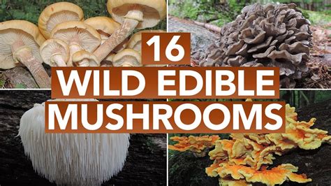 16 Wild Edible Mushrooms You Can Forage This Autumn Youtube