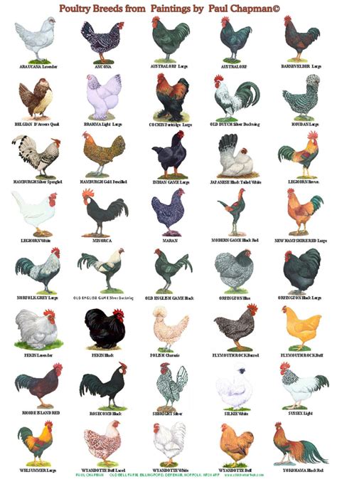 A Posters Breeds Of Poultry Different Posters Etsy Aves De