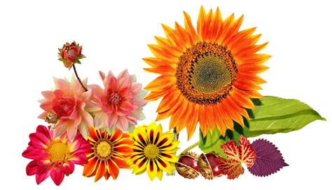 Free Image on Pixabay - Autumn, Sunflower, Autumn Colours | Clipart flowers, Sunflower colors ...
