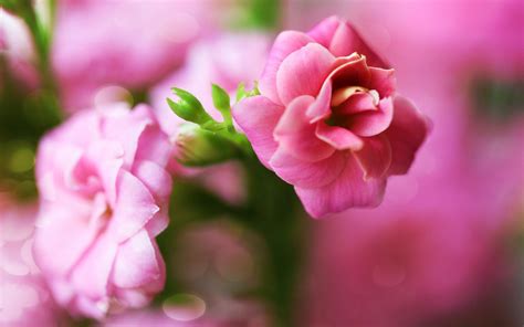 Cute Pink Flower Wallpapers Top Những Hình Ảnh Đẹp