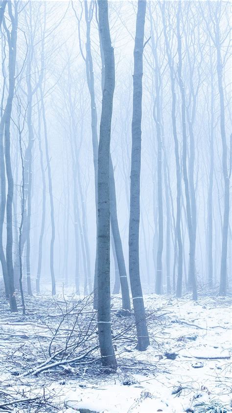 Snow Covered Trunk Forest With Fog 4k Hd Winter Wallpapers Hd
