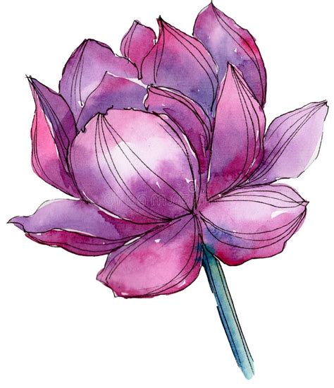 Pink Lotus Flower Floral Botanical Flower Isolated Illustration