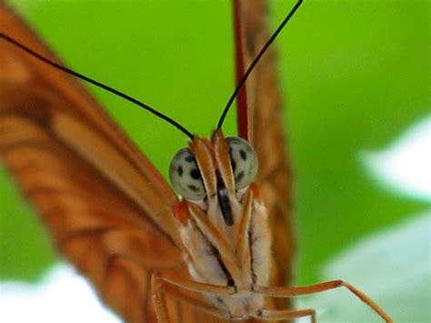 Butterfly Face Taken By My Husband With Our Canon Powersho Flickr