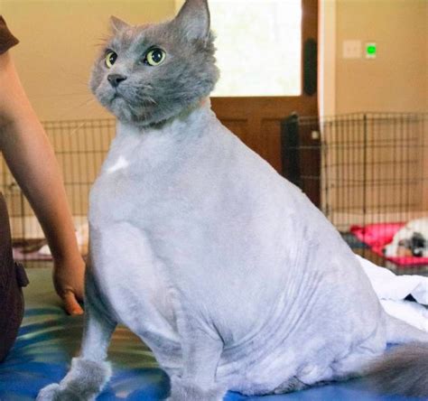 King Leo The Worlds Fattest Cat Starts Fitness Regime After Being Found In Nashville