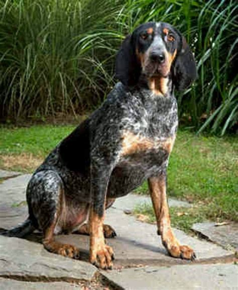 Bluetick Bluetick Coonhound Coonhound Puppy Hunting Dogs