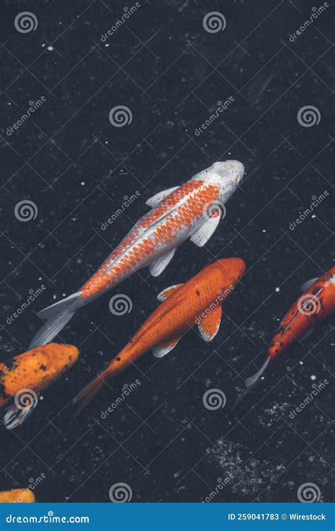 Koi Fish Swimming In The Fish Pond Stock Image Image Of Background