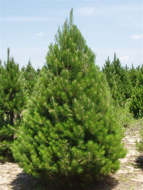 Nigra) grows to a height of 30 or even 45 metres, with a straight trunk and branches in regular whorls, forming in a large tree a pyramidal head. Austrian Pine (Black Pine Tree) Diseases, Growth Rate, Facts | Coniferous Forest