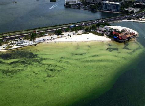 Danger Lurking In The Water Of 6 Tampa Bay Beaches Where To Avoid And